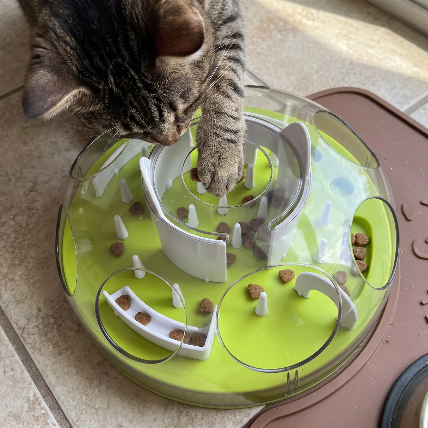 Top view of a cat pawing treats out of a cat puzzle feeder treat maze