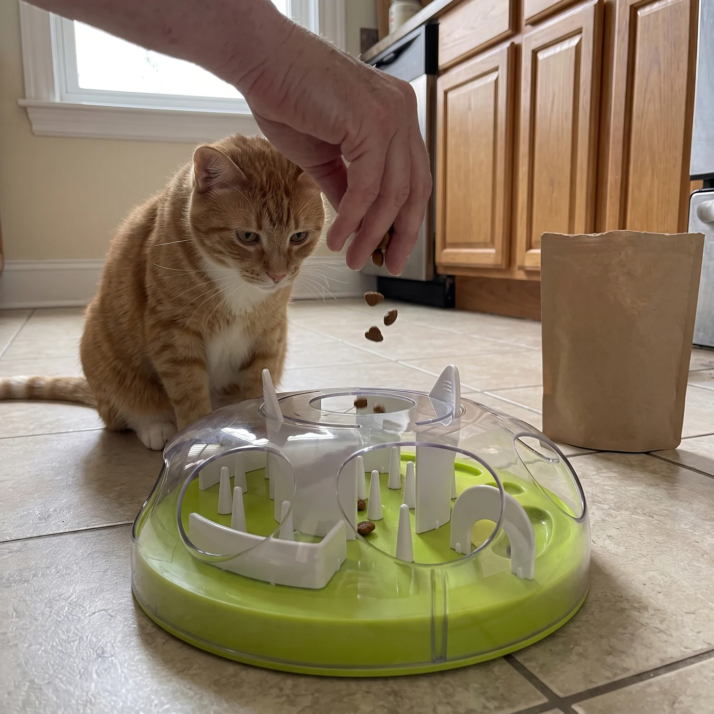 Dropping treats into a cat puzzle feeder while a ginger cat waits