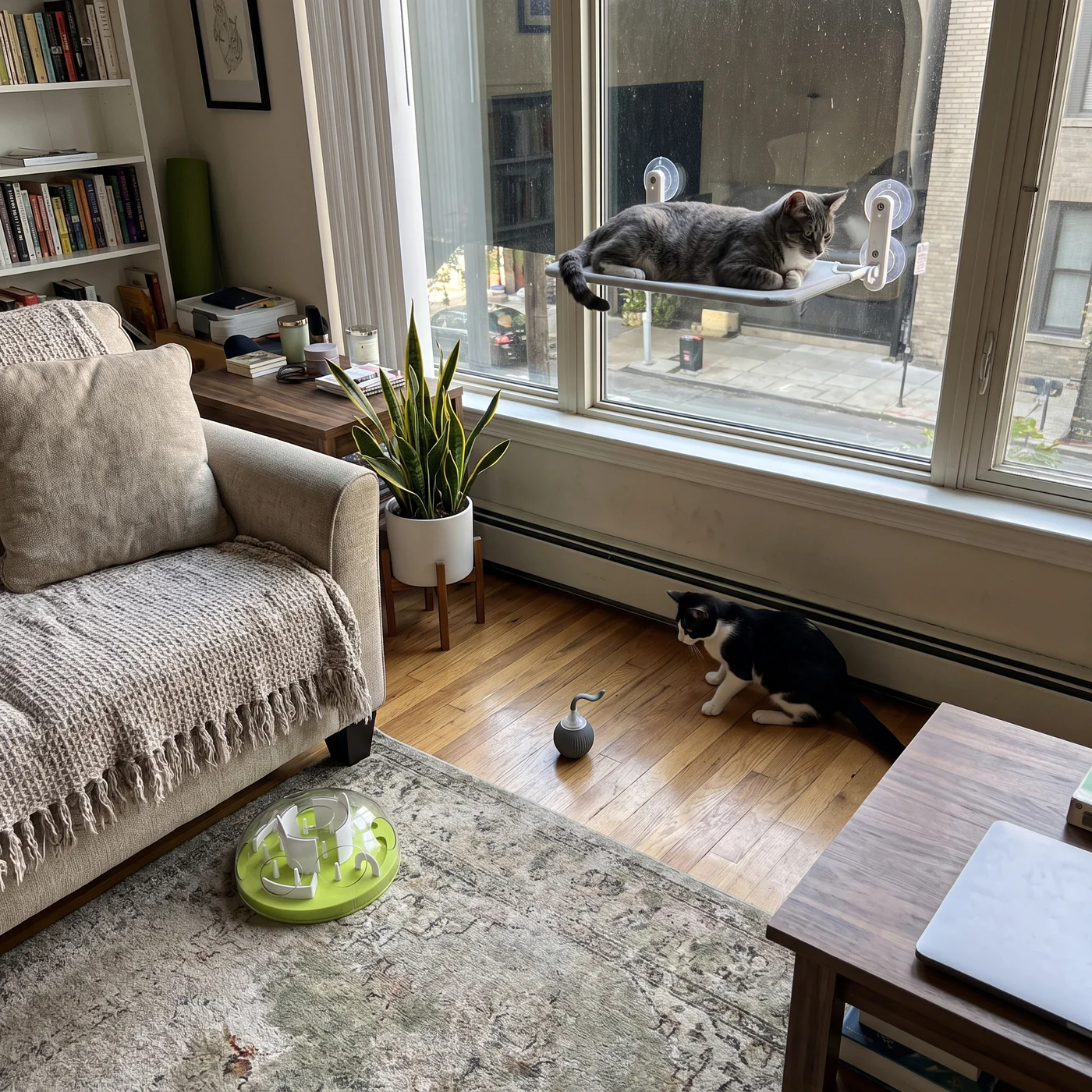 A window perch with a cat on it, a self-rolling cat toy ball and a puzzle feeder in one apartment living room: the Bored Cat Kit
