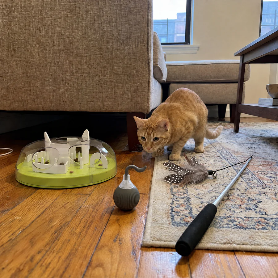 A ginger cat stalking a self-rolling toy ball next to a feather wand and a puzzle feeder: the Indoor Hunter Kit