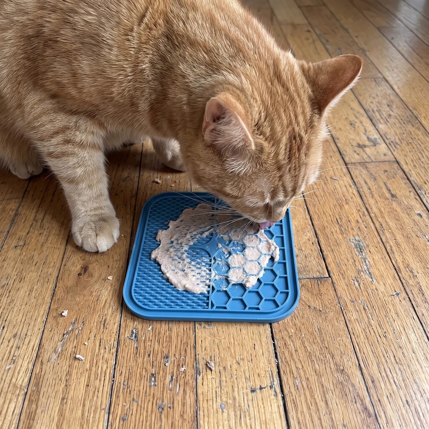 Ginger cat licking a cat lick mat, seen from above