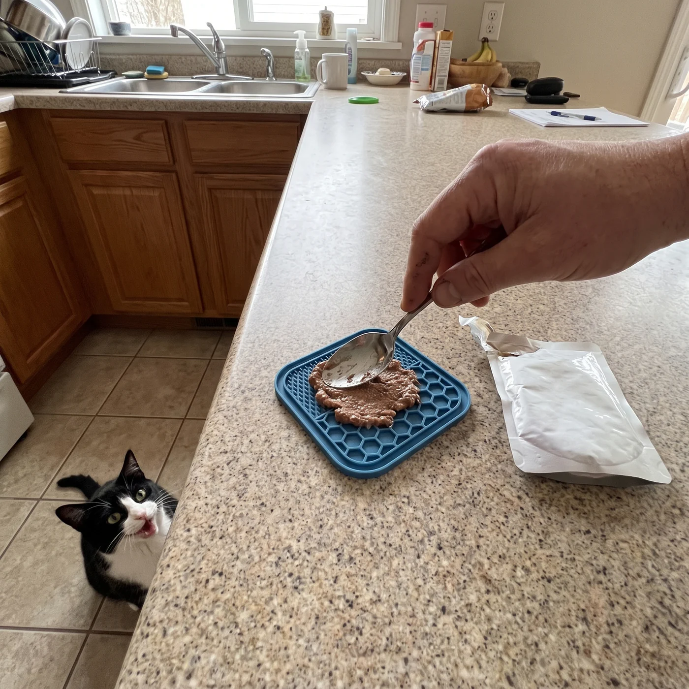 Spreading wet cat food onto a silicone lick mat with a spoon while a cat waits
