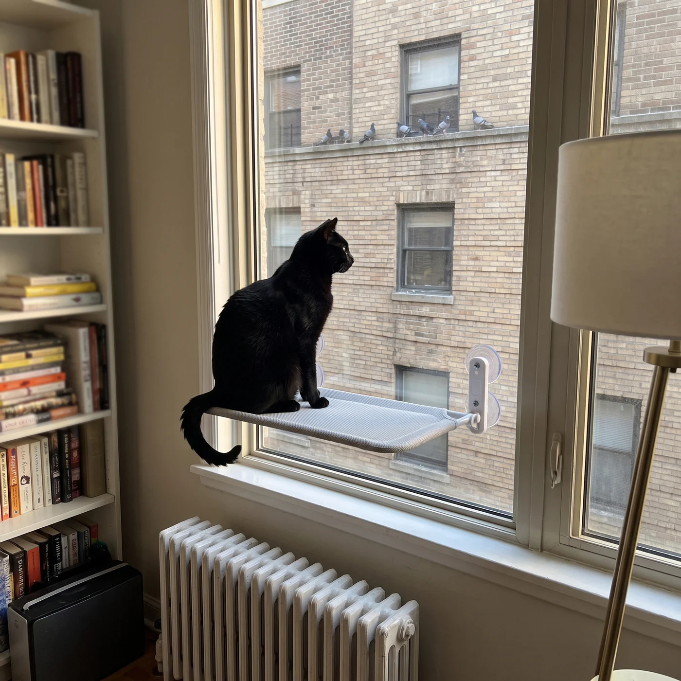 Black cat sitting on a cat window perch with suction cup brackets, watching pigeons outside