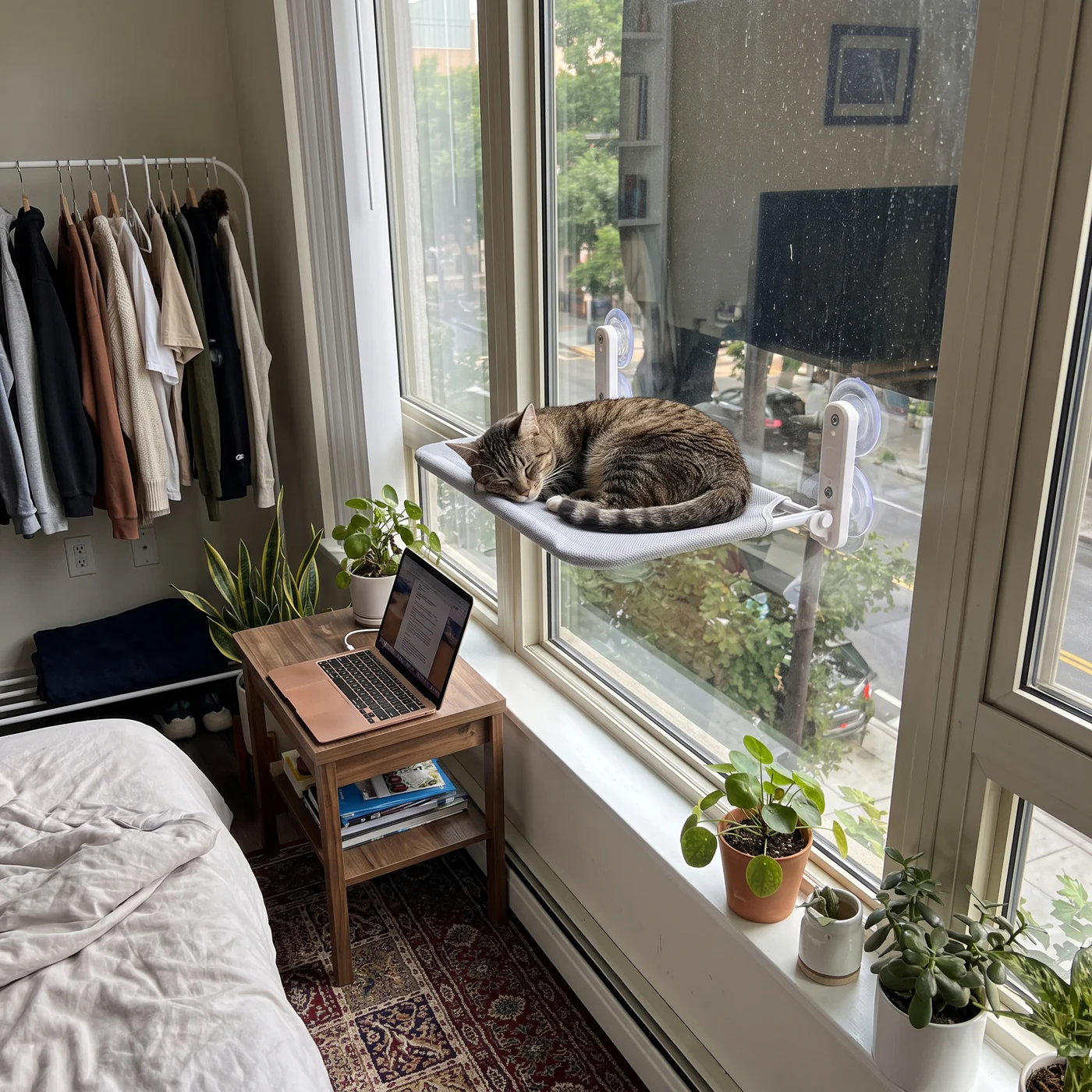 Cat asleep on a window-mounted cat perch in a small studio apartment, leaving the floor free