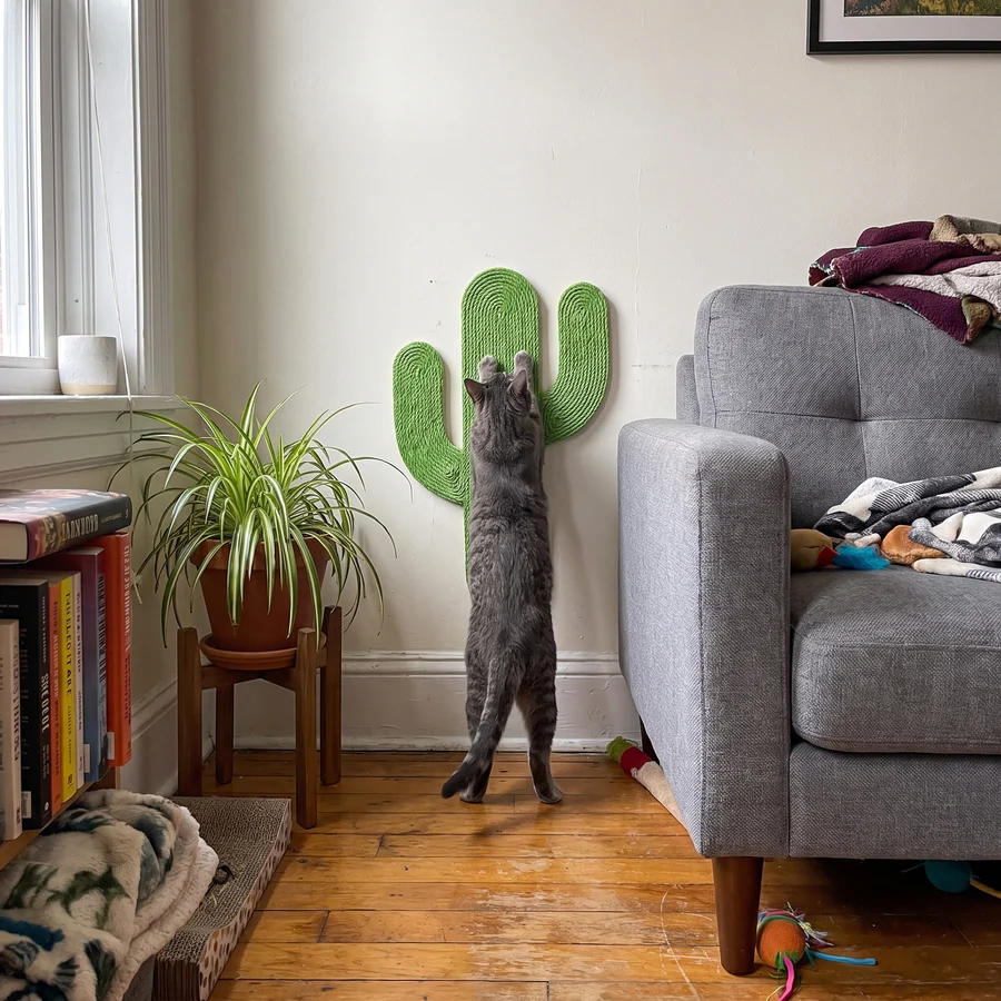 Grey cat stretching up to scratch The Cactus, a green jute cactus scratch board on the wall beside a sofa