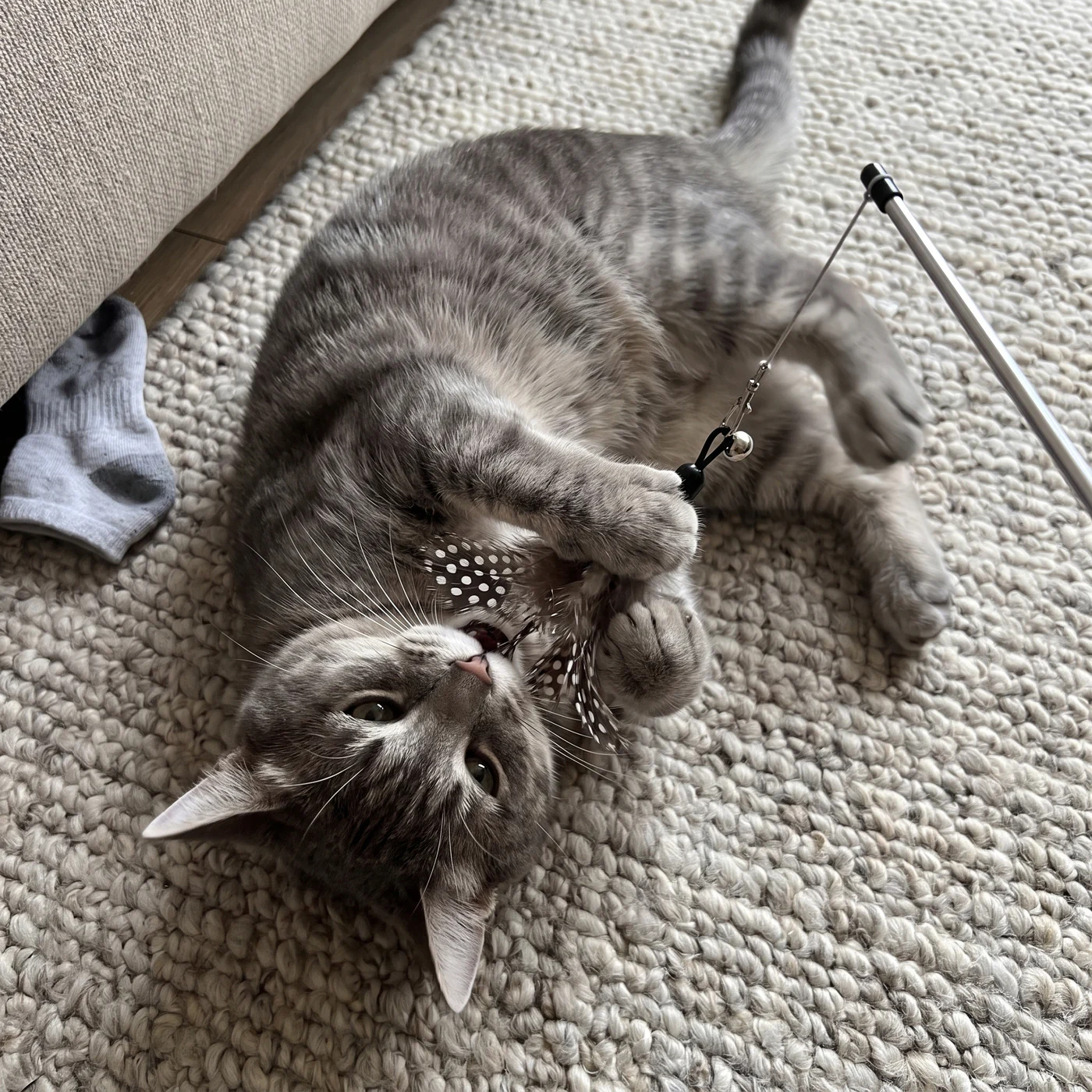 Grey tabby cat on its back catching the natural feather lure of a cat wand toy