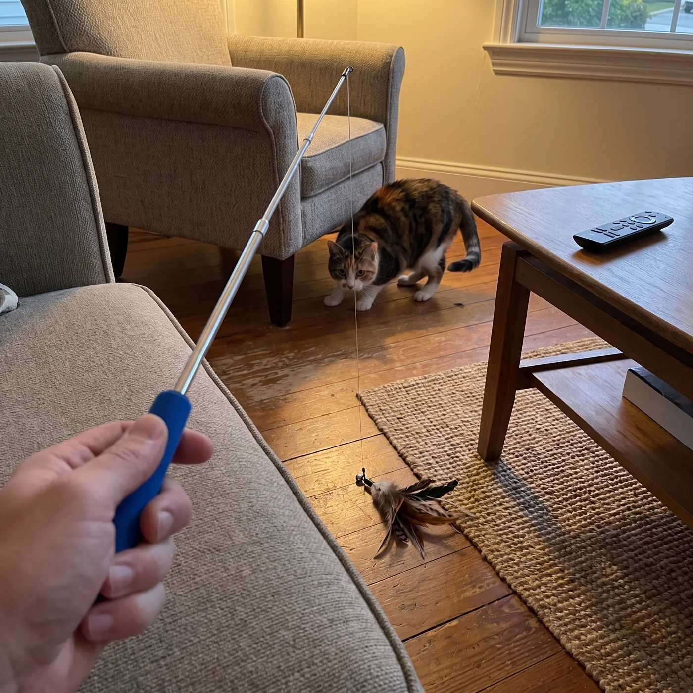 Calico cat stalking a feather cat teaser wand on a living-room floor