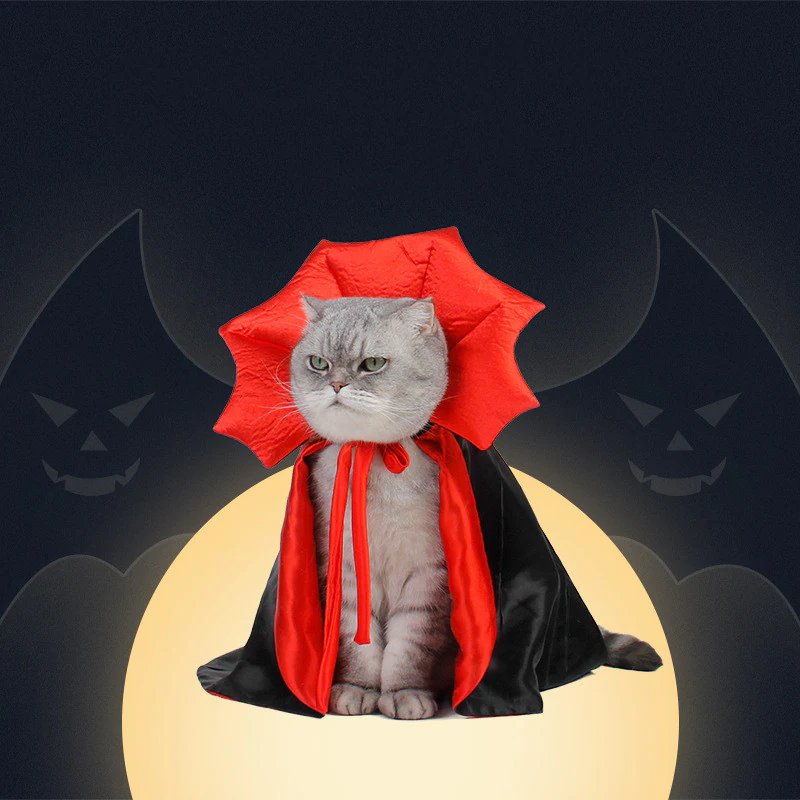 Grey cat in a vampire cape with a red scalloped bat collar