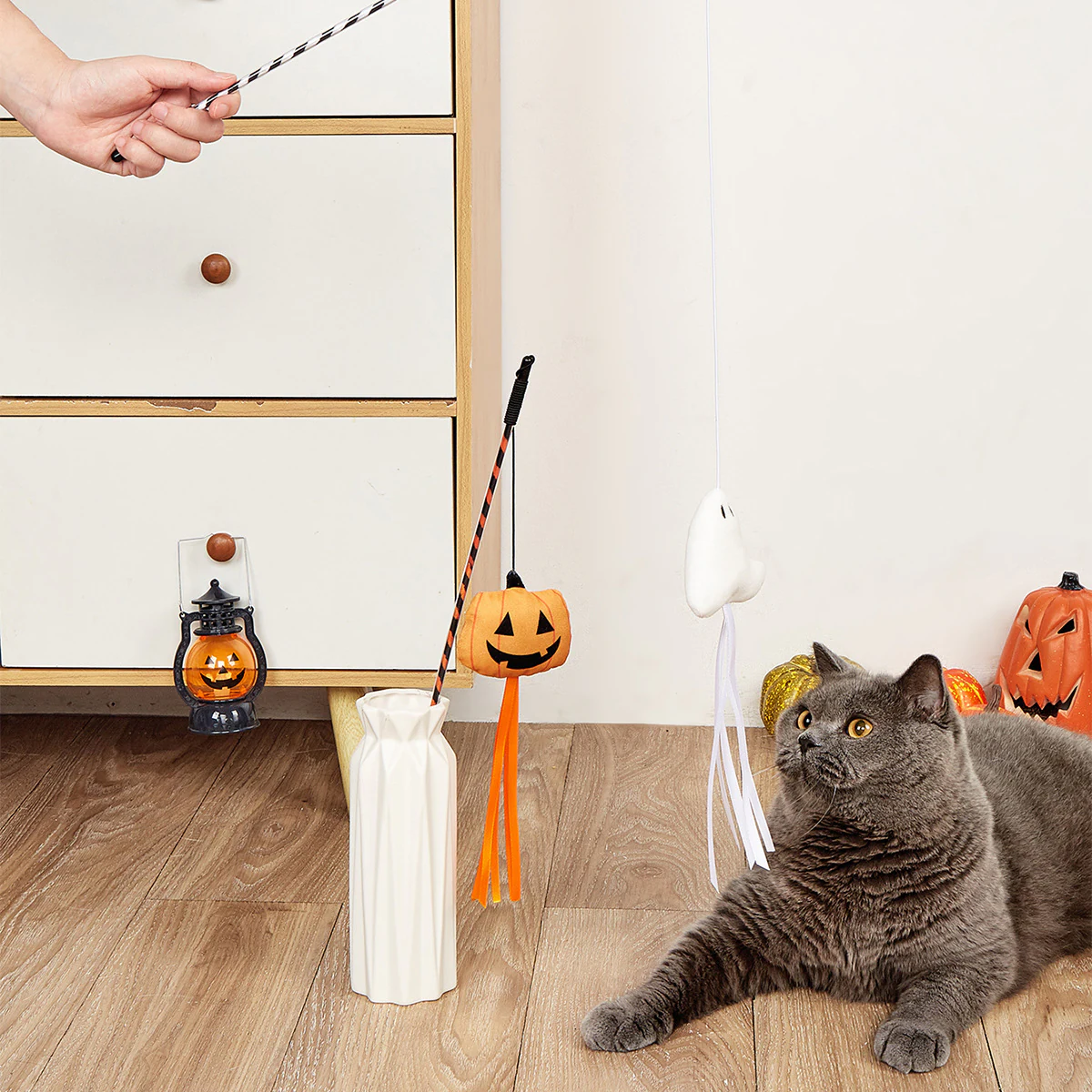Grey cat watching a pumpkin teaser wand with orange ribbons