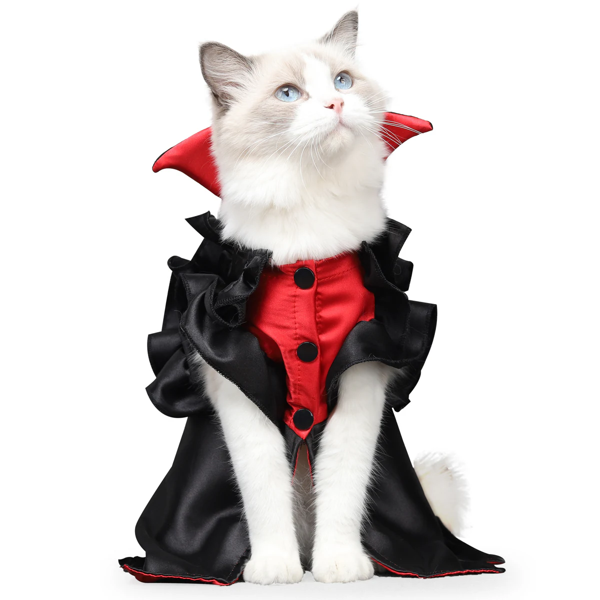 Ragdoll cat in a black satin vampire costume with a red vest and tall collar