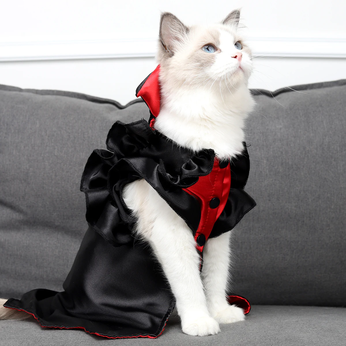 Cat vampire costume with ruffled sleeves on a ragdoll cat sitting on a sofa