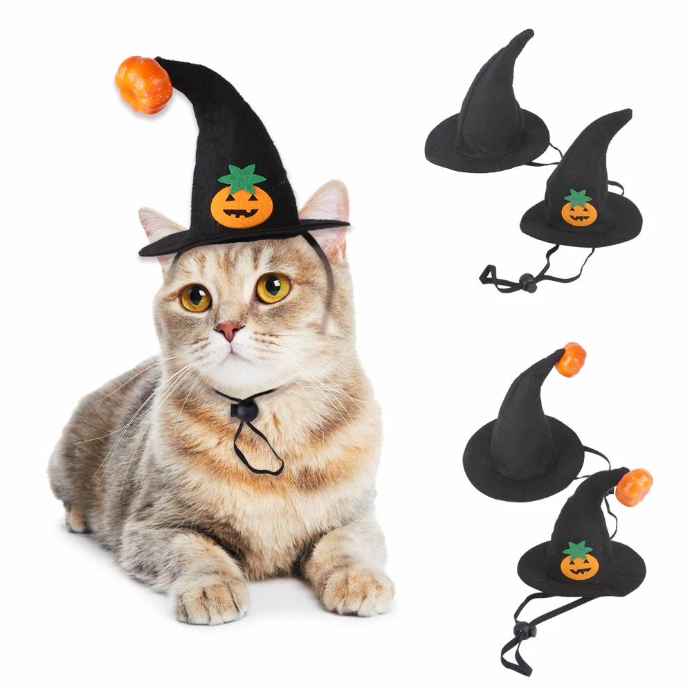 Cat witch hat with pumpkin patch and orange pompom on a tabby cat