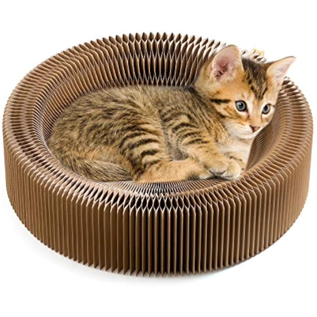 Kitten curled up in the Territory Lounge corrugated cardboard cat scratcher